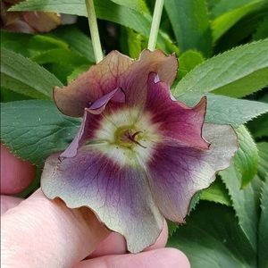 Meet your Posher, Df